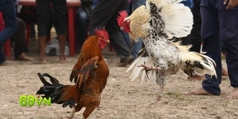 Hình ảnh Da Ga 69vn 2 trong bài viết Đá Gà 69VN: Đánh Giá Địa Chỉ Uy Tín Nhất. Đá Gà 69VN