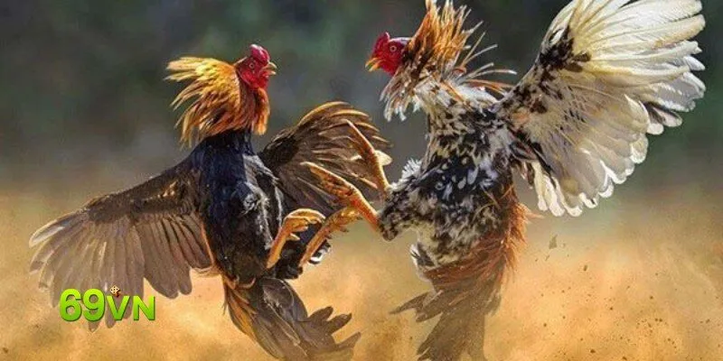 Hình ảnh Da Ga 69vn 3 trong bài viết Đá Gà 69VN: Đánh Giá Địa Chỉ Uy Tín Nhất. Đá Gà 69VN