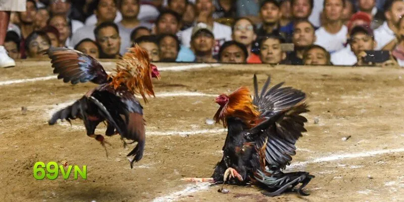 Hình ảnh Da Ga 69vn trong bài viết Đá Gà 69VN: Đánh Giá Địa Chỉ Uy Tín Nhất. Đá Gà 69VN